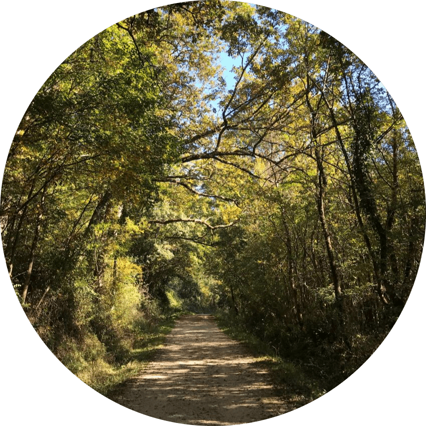 Chemin d'ombres et de lumières Chemin sous bois